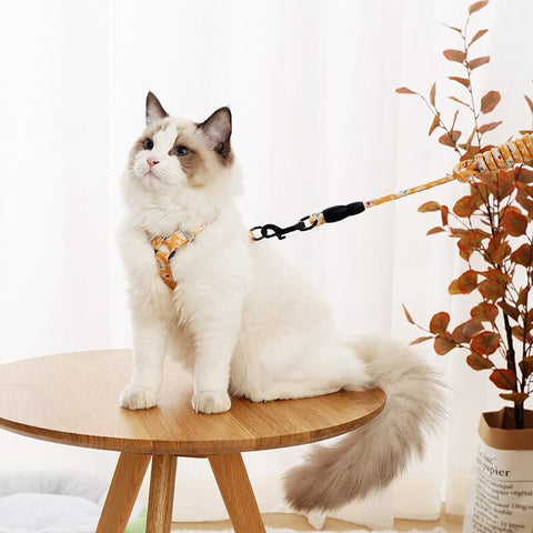 A ragdoll cat standing on a wooden table with a cat leash on.