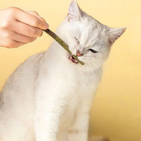 A white cat being fed a cat mint stick
