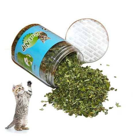 A container with cat nip in it which is spilling out of the container with a grey kitten nearby