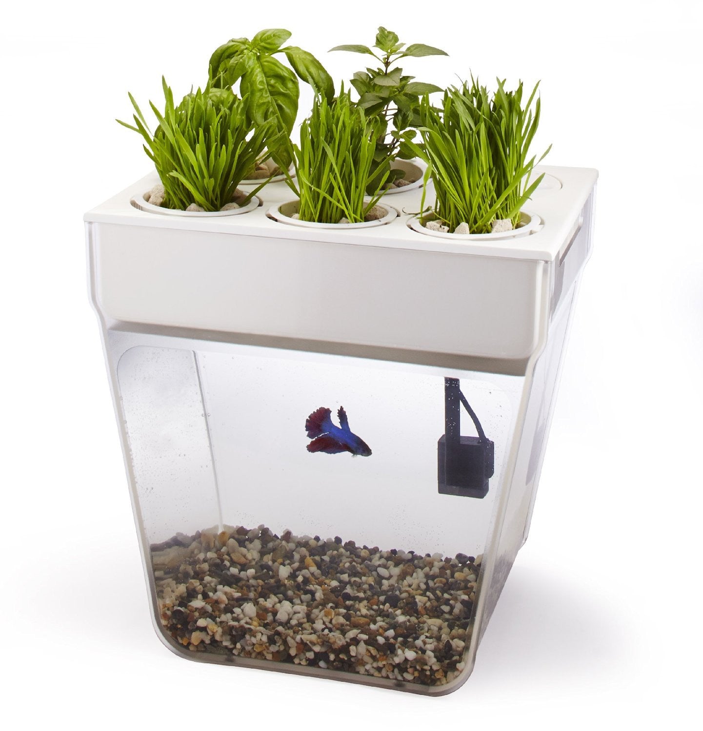 fish tank with plants on top