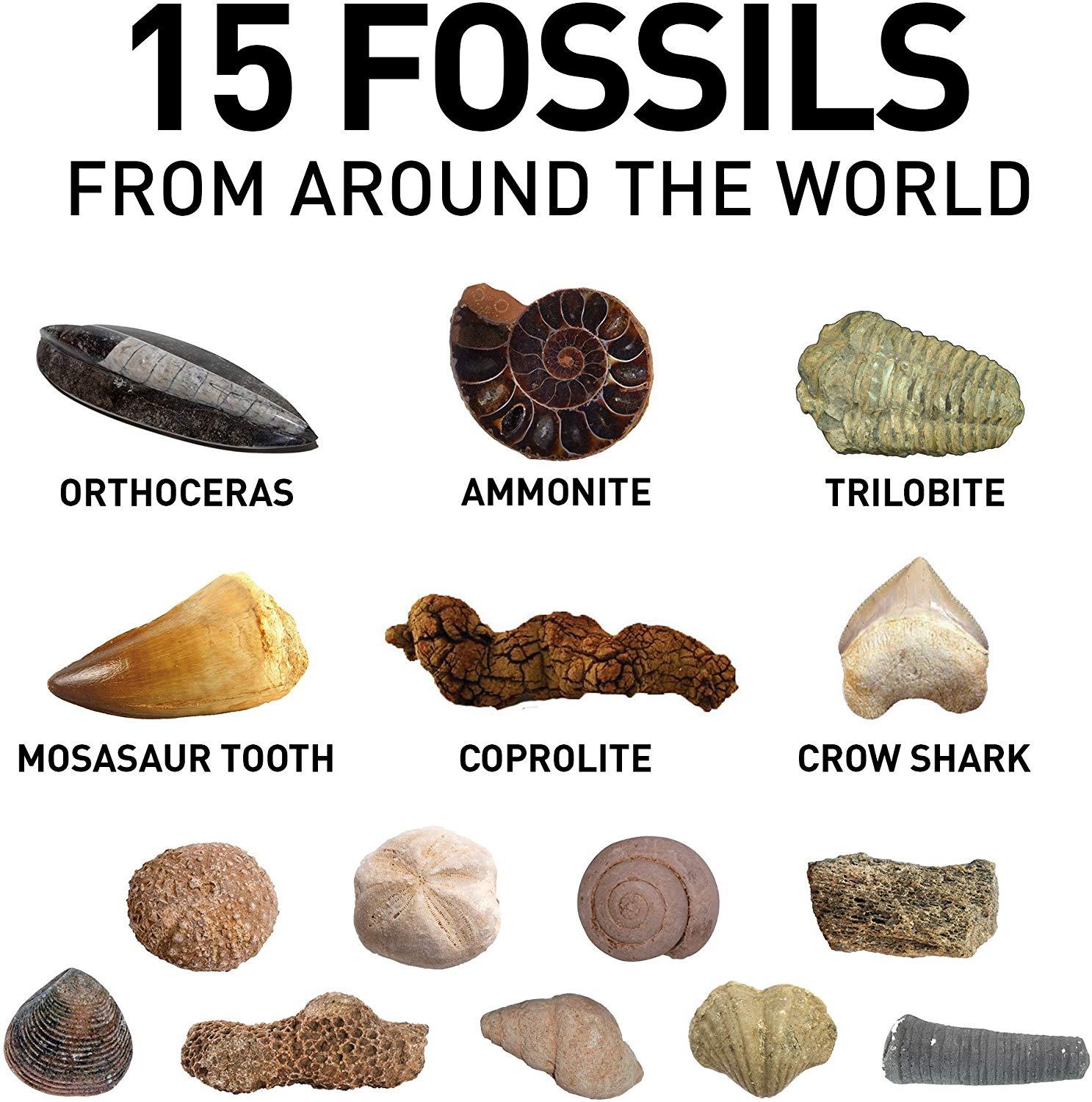 Fossil Dig Kit – 