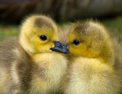 duck-down-duvet-cuddledown