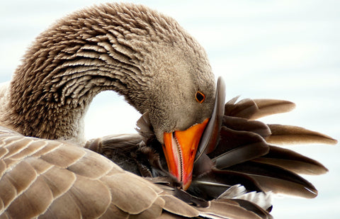 goose-down-duvet-cuddledown