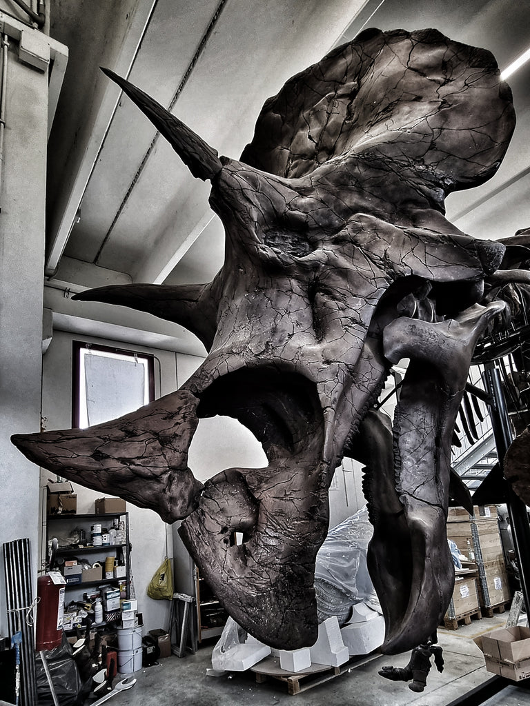 The immense skull of triceratops, Willard