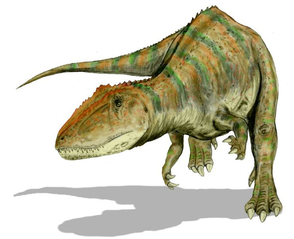 Carcharodontosaurus Dinosaur Tooth - 2.0 inches