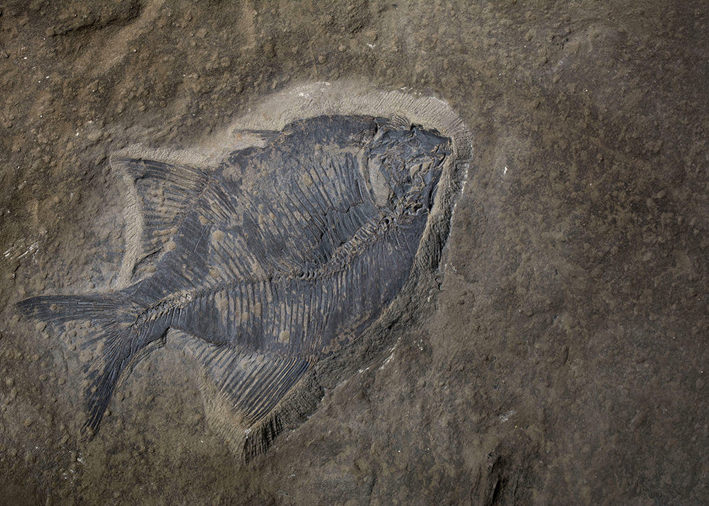 Fossil fish found while excavating a basement in the Evanston area of Calgary, Alberta.