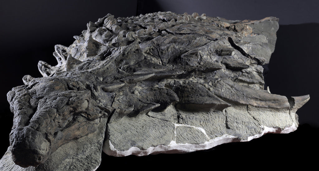 Nodosaur Fossil - Grounds for Disovery Exhibit. Image courtesy of the Royal Tyrrell Museum, Drumheller, Alberta.