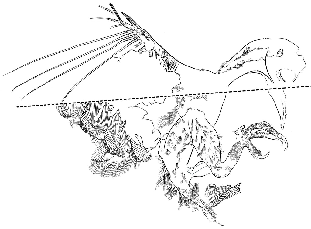 Illustration of feather distribution and preserved skin outline. Credit: Royal Saskatchewan Museum (RSM/ R.C. McKellar)