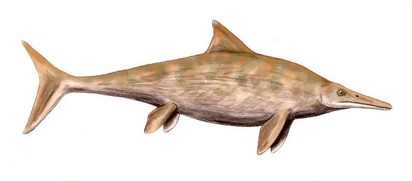 Icthyosaur reconstruction - Stenopterygius