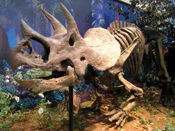 Triceratops skeleton fossil - Carnegie Museum of Natural History, Pittsburgh, Pennsylvania, USA.
