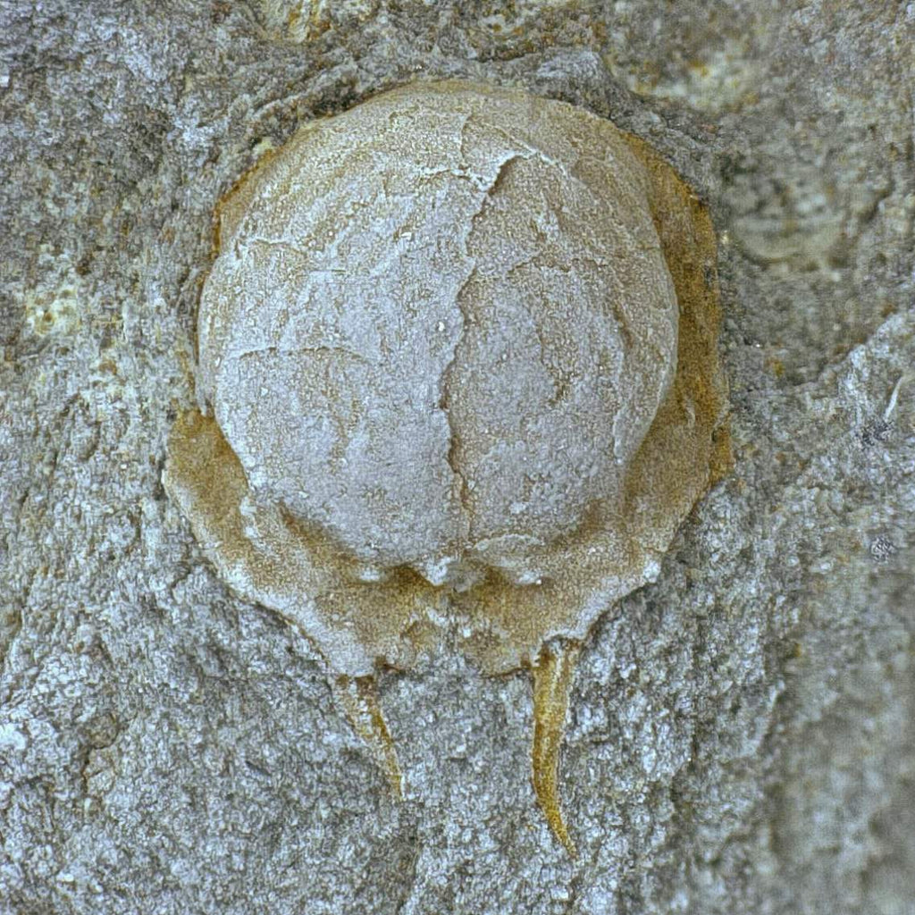  Protaspid stage of Hydrocephalus carens. Photo credit: Lukas Laibl