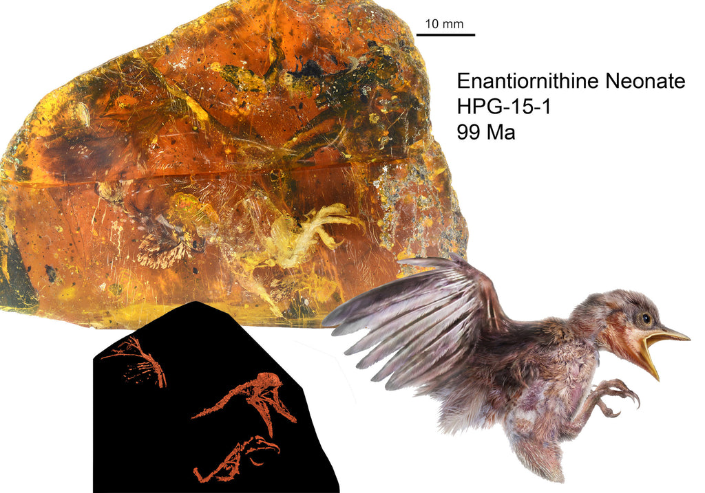 Graphical abstract for Gondwana Research, highlighting connection between specimen in amber, x-ray micro-CT data, and the whole-body artist's reconstruction. Credit: Jingmai O'Connor, Chinese Academy of Sciences (CAS, IVPP), with components from Chung-Tat Cheung and Ming Bai. 