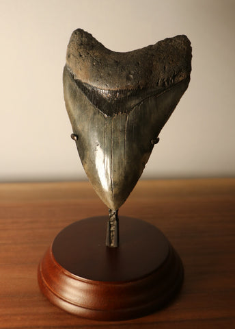 Megalodon Shark Tooth for Sale - 4.87 inches – Fossil Realm
