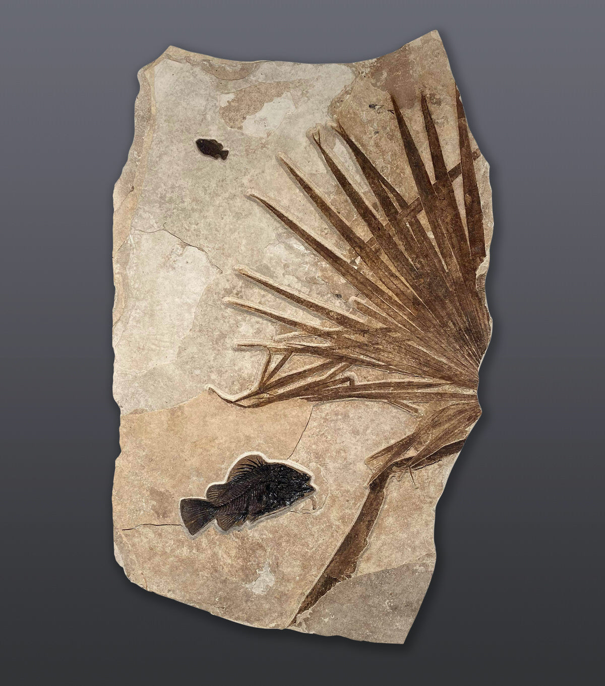 Large Fossil Palm and Fish for Sale – Fossil Realm