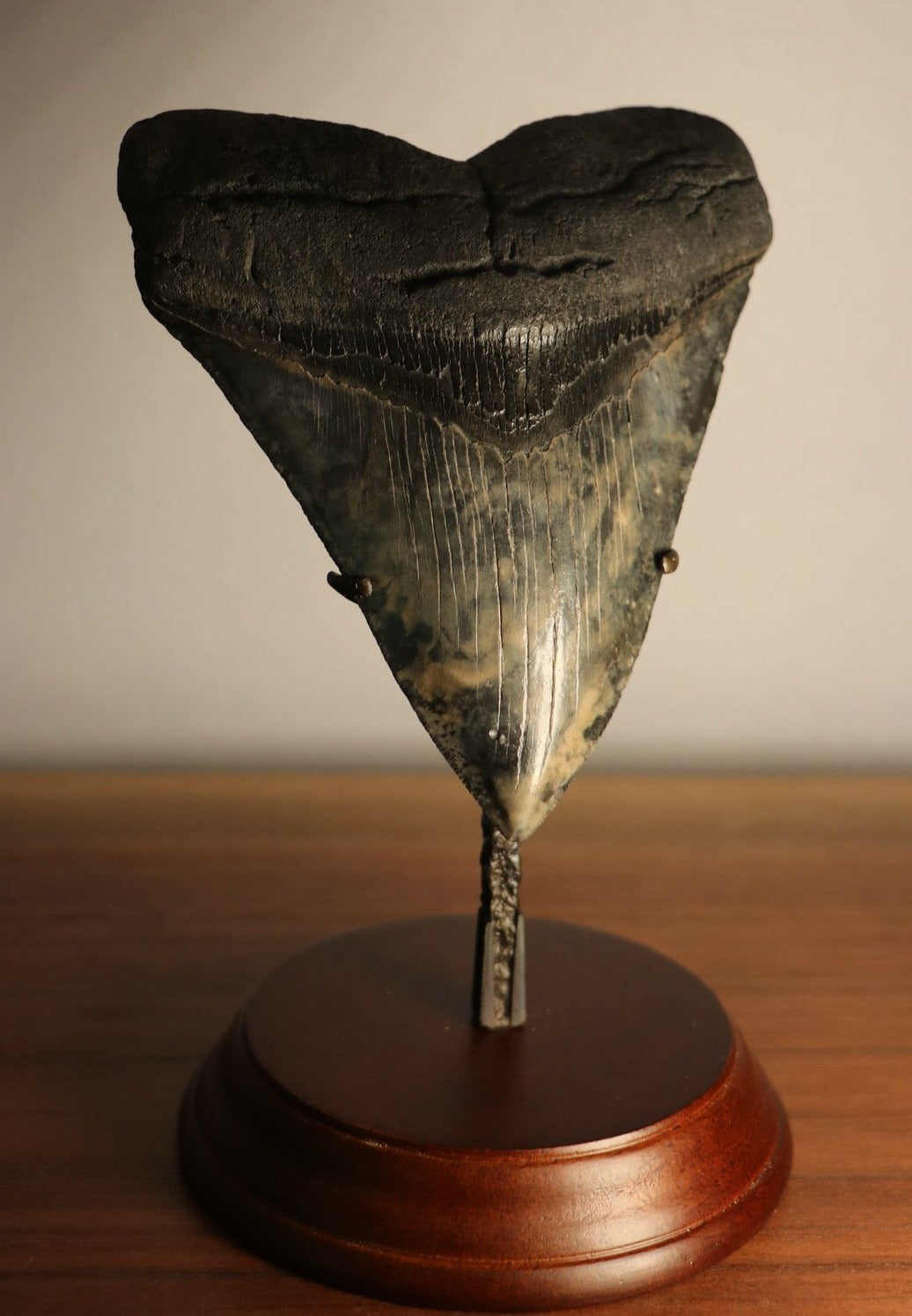 510 Inch Megalodon Shark Tooth For Sale Fossil Realm