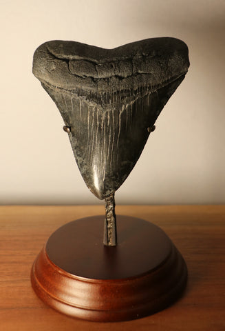 Megalodon Shark Tooth for Sale - 4.39 inches – Fossil Realm