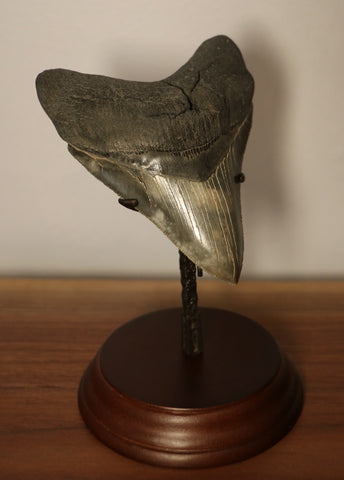 Megalodon Shark Tooth for Sale - 4.54 inches – Fossil Realm