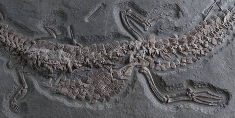 crocodile impeccably preserved fossil