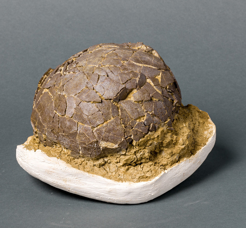 Rare Dinosaur Egg For Sale – Fossil Realm