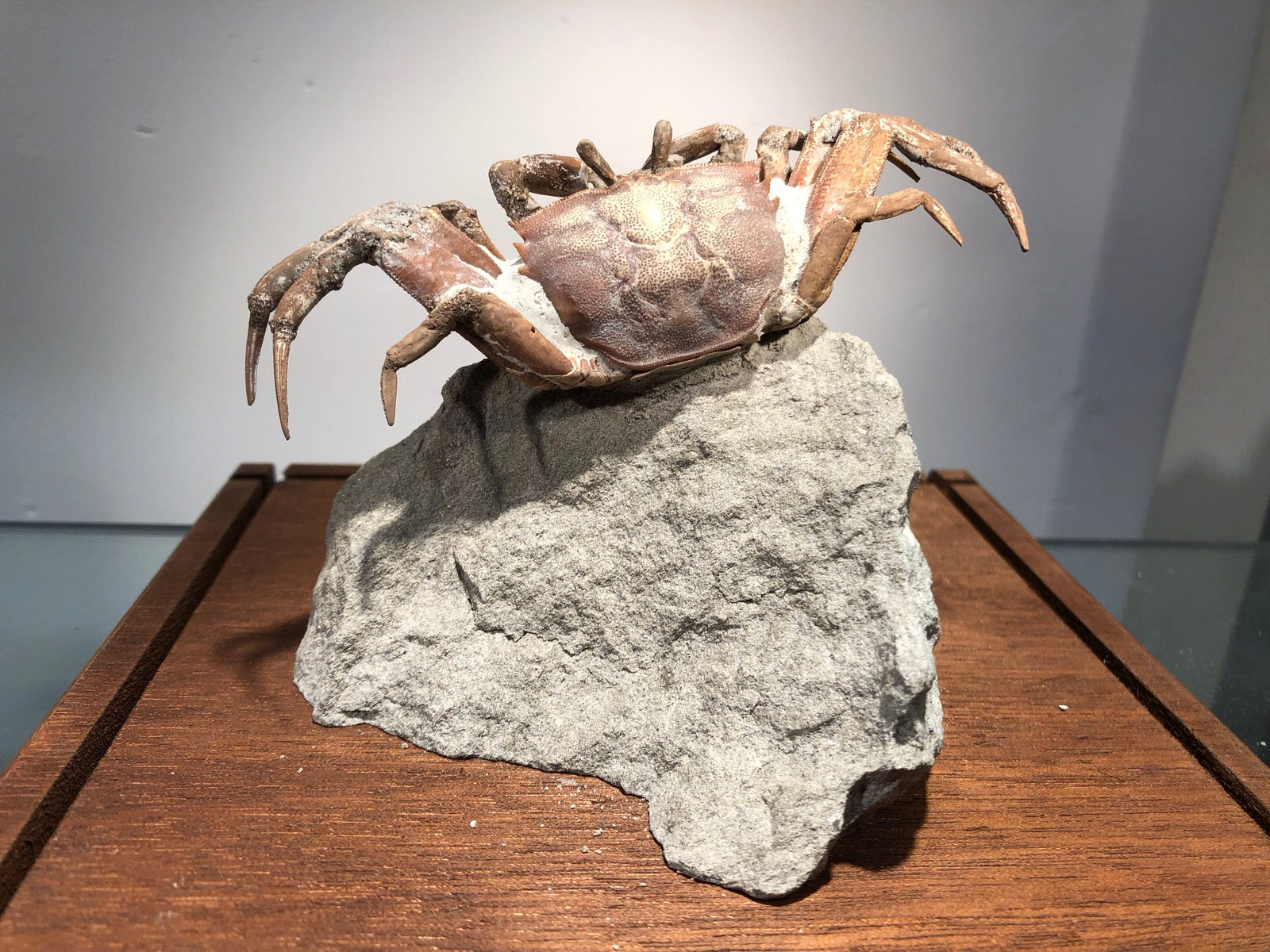 Fossil Crab for Sale, Macrophthalmus – Fossil Realm