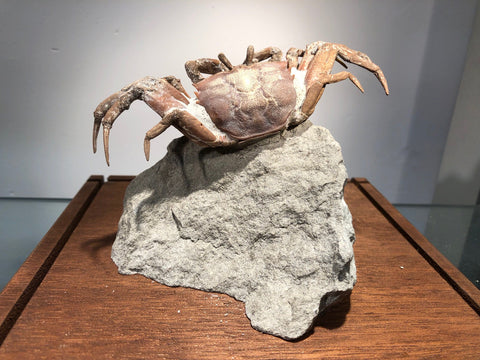 Crustaceans and Other Fossils for Sale – Fossil Realm