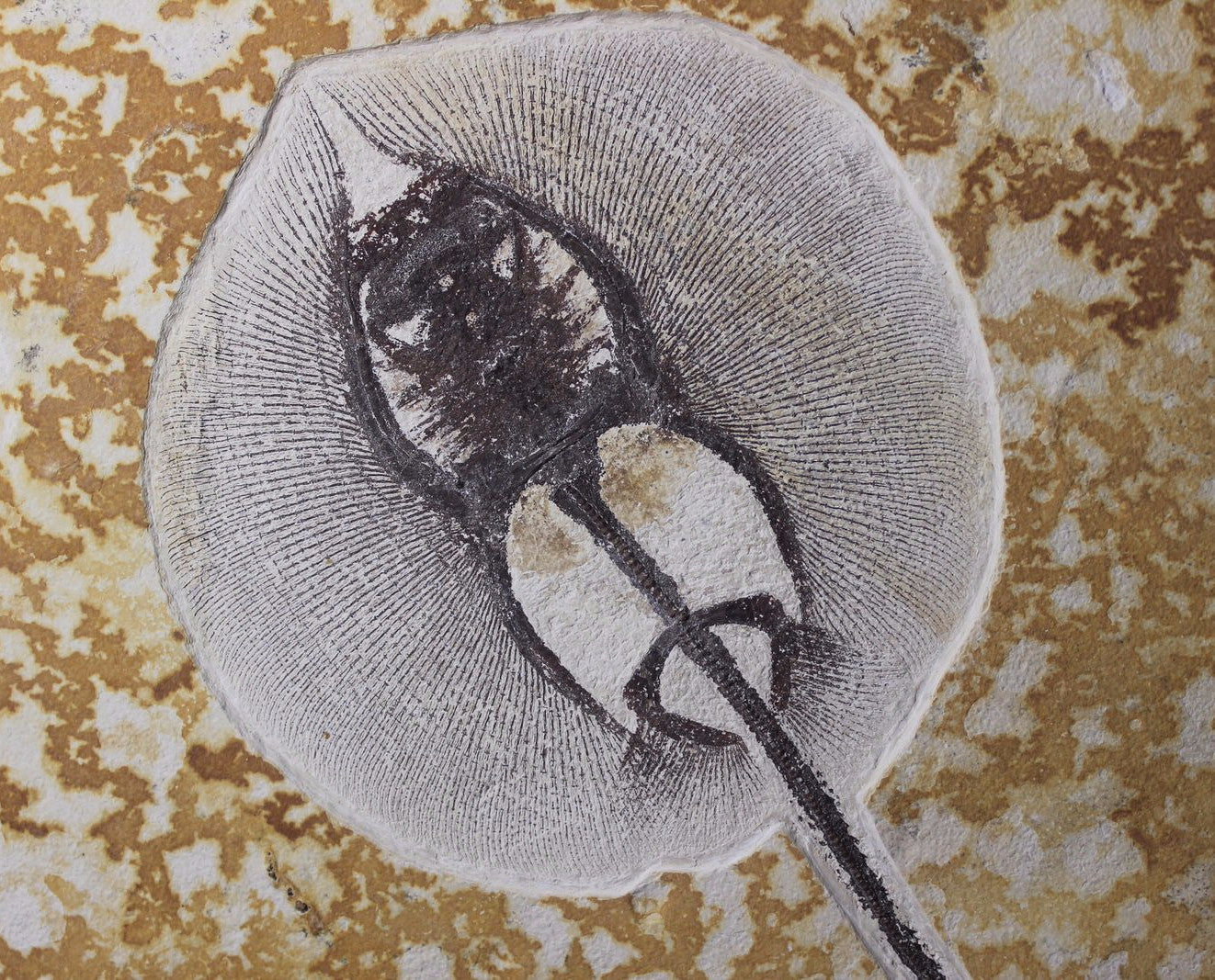 Fossil Stingray – Fossil Realm