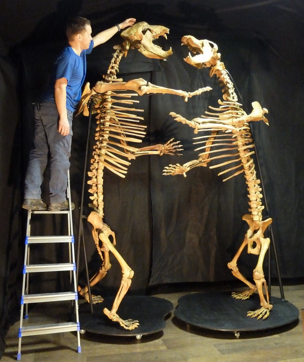 Fighting Cave Bear Skeleton Composition For Sale Fossil Realm