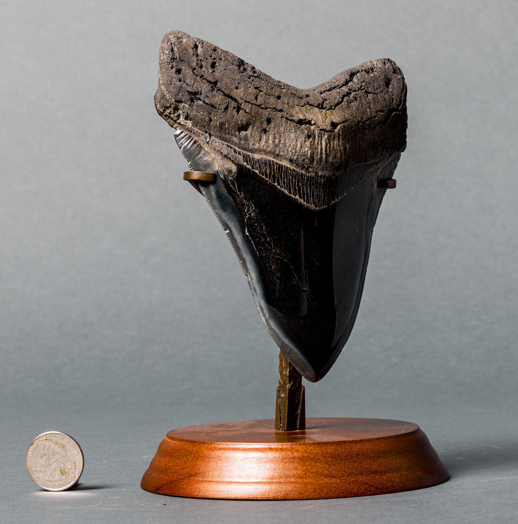 Huge Polished Megalodon Tooth for Sale - 6 inches – Fossil Realm
