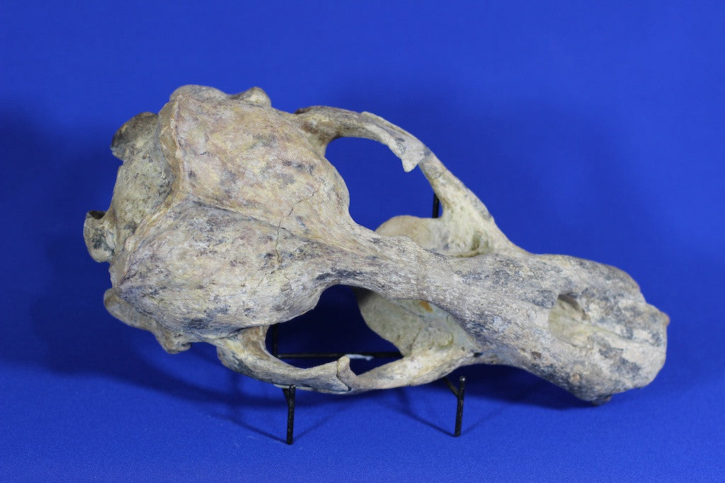 Prehistoric Sea Lion Skull For Sale (Allodesmus) – Fossil Realm