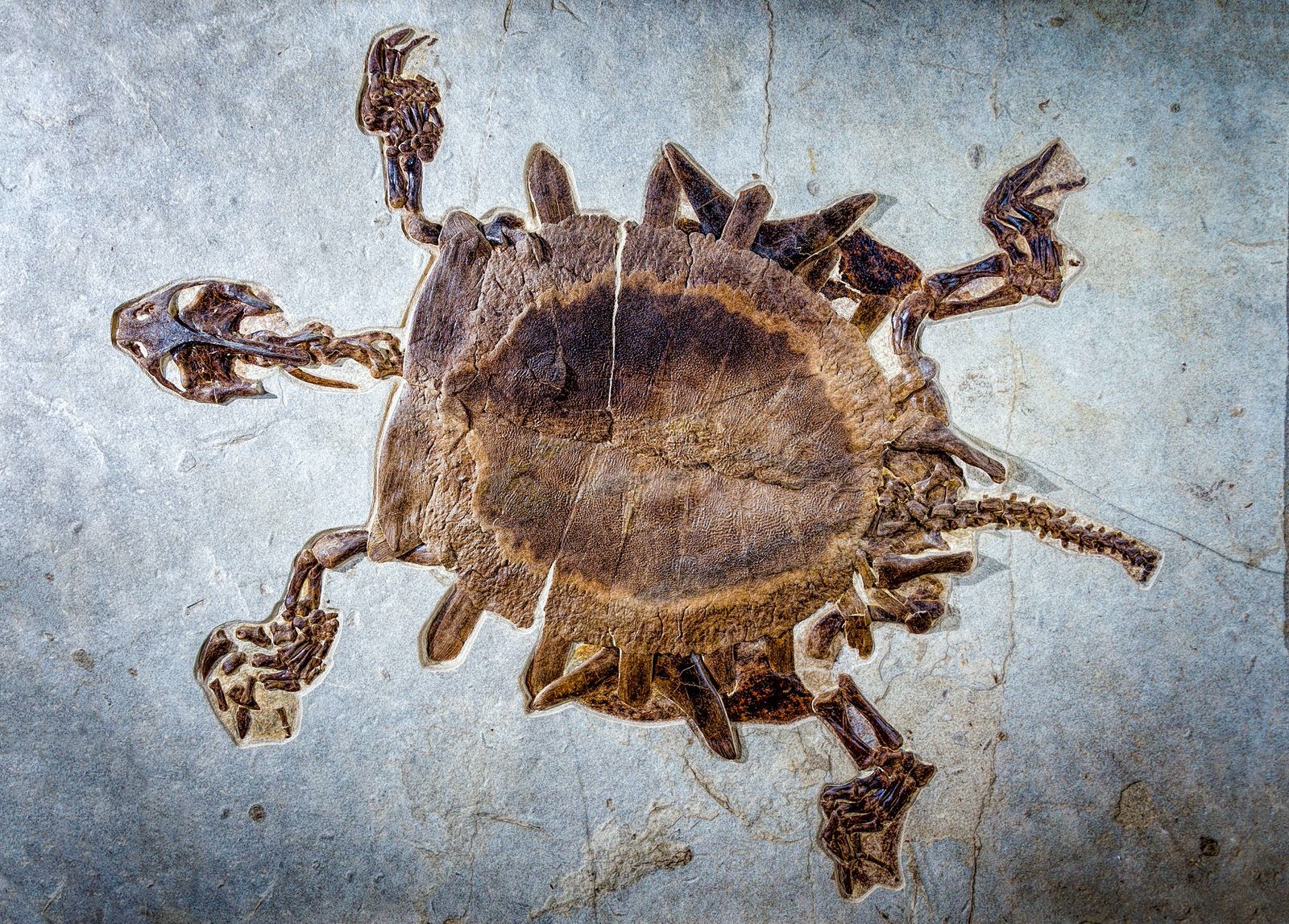 Giant Fossil Softshell Turtle for Sale - Green River Formation – Fossil  Realm