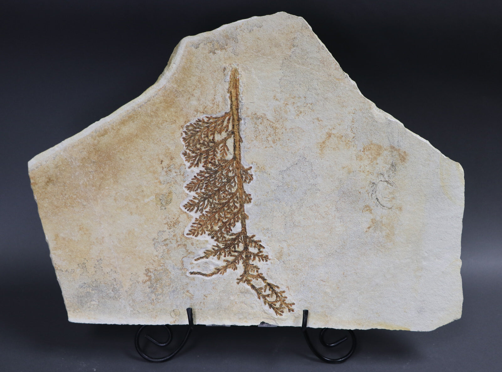 Superb Solnhofen Plant For Sale - Palaeocyparis – Fossil Realm