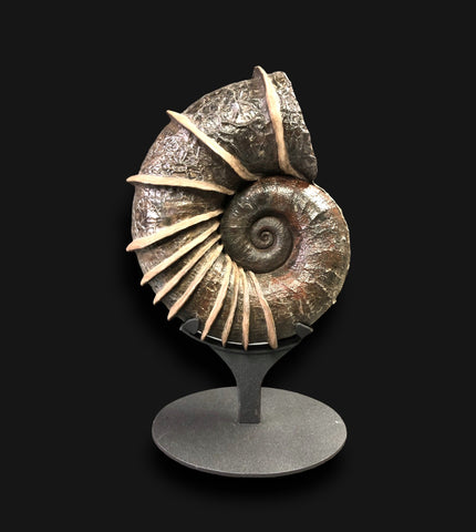 Ammonites for Sale: Superior Ammolite and More | Fossil Realm