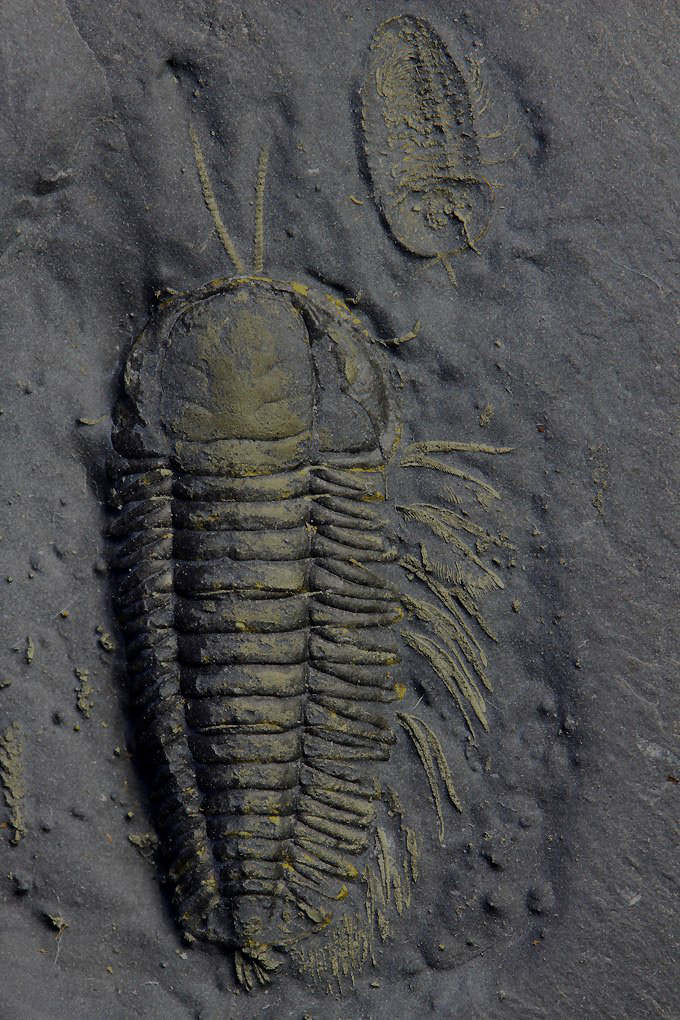 Eight Pyritized Triarthrus Trilobites for Sale – Fossil Realm