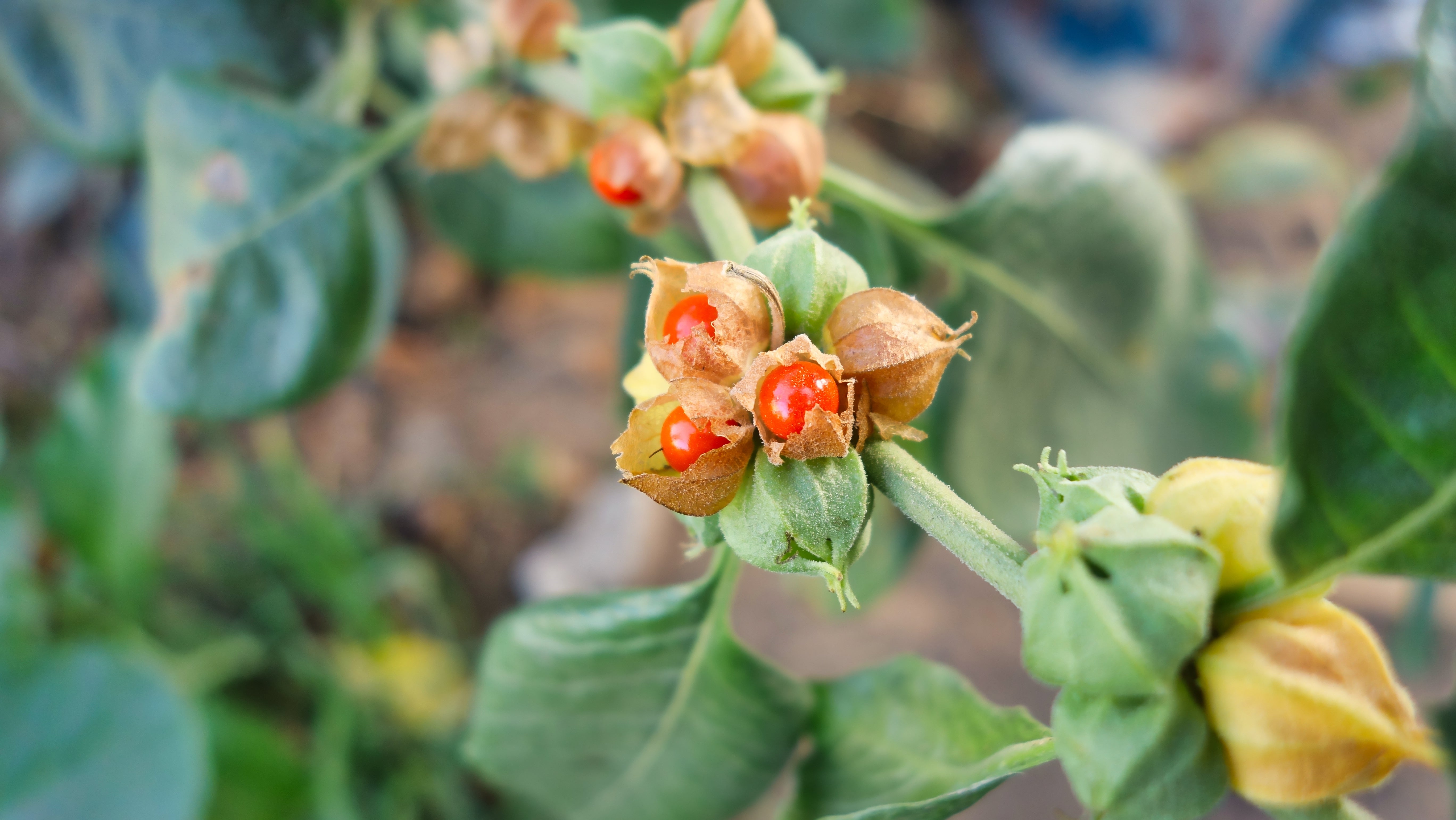 Ashwagandha berries