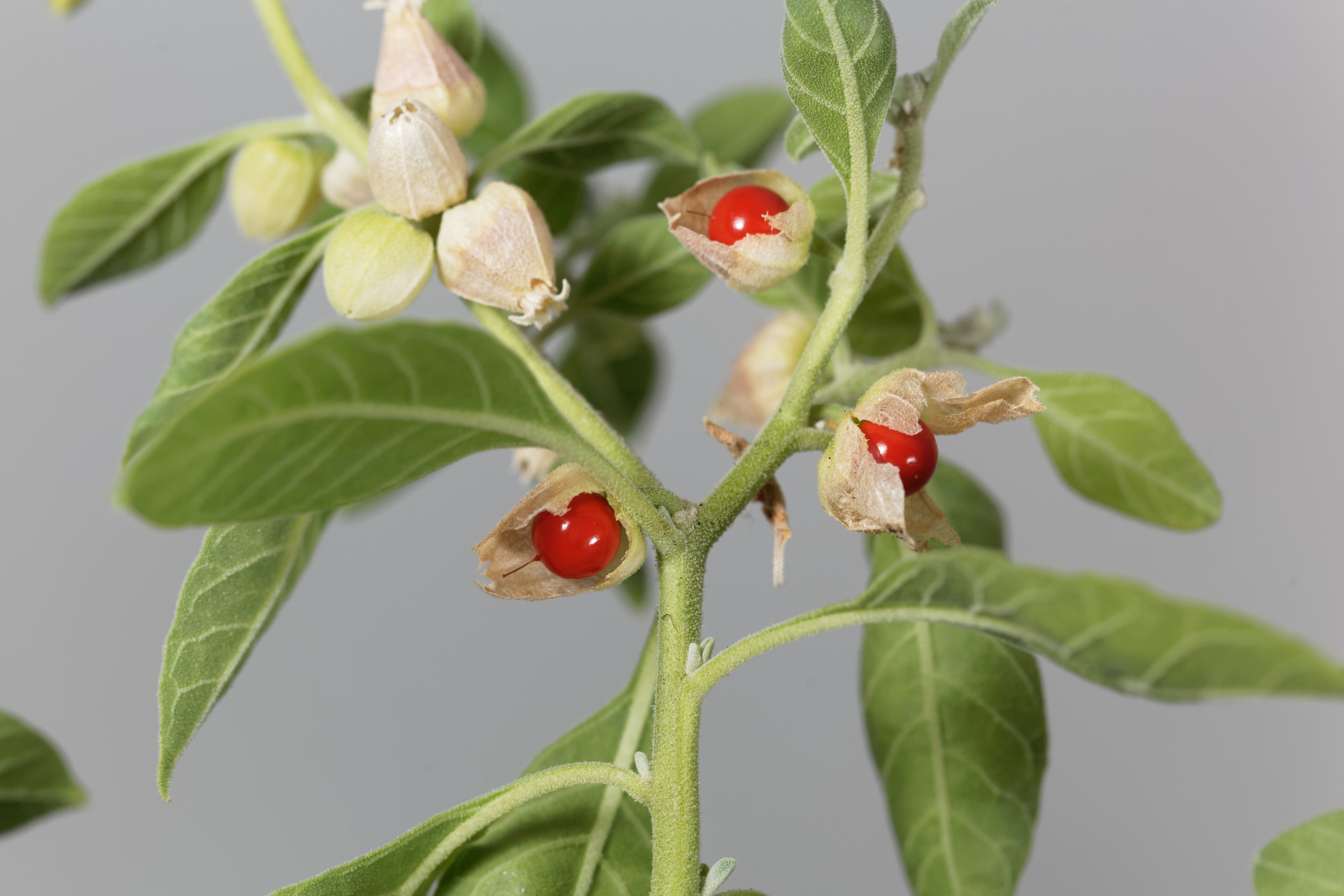 Ashwagandha plant with berries