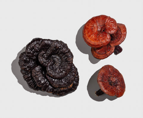 Black and red reishi mushroom