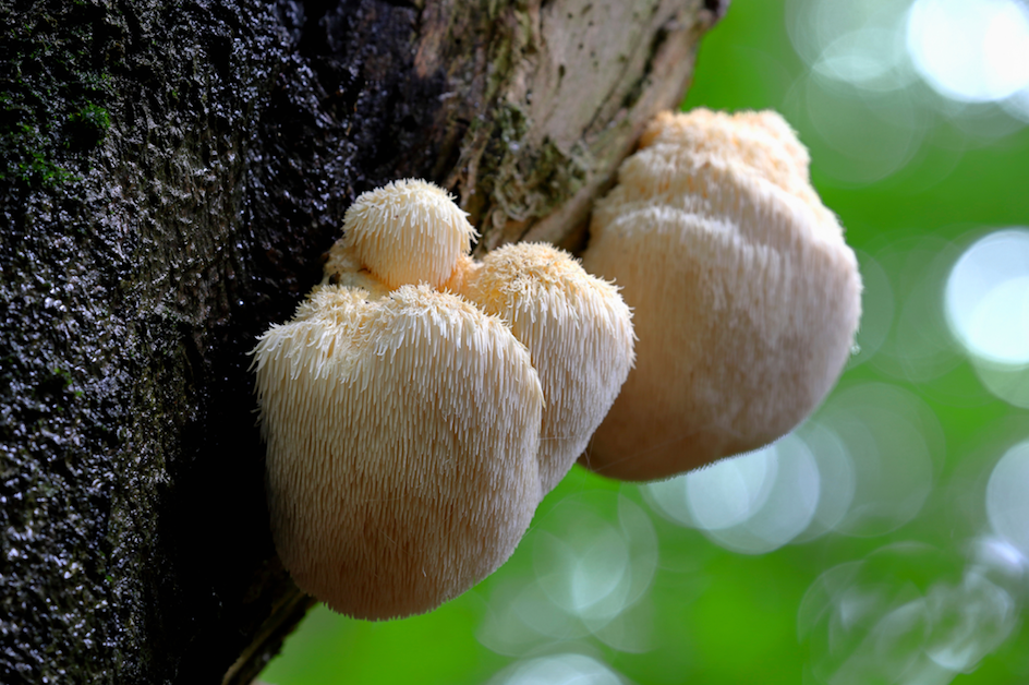 Lion's Mane growing on tree