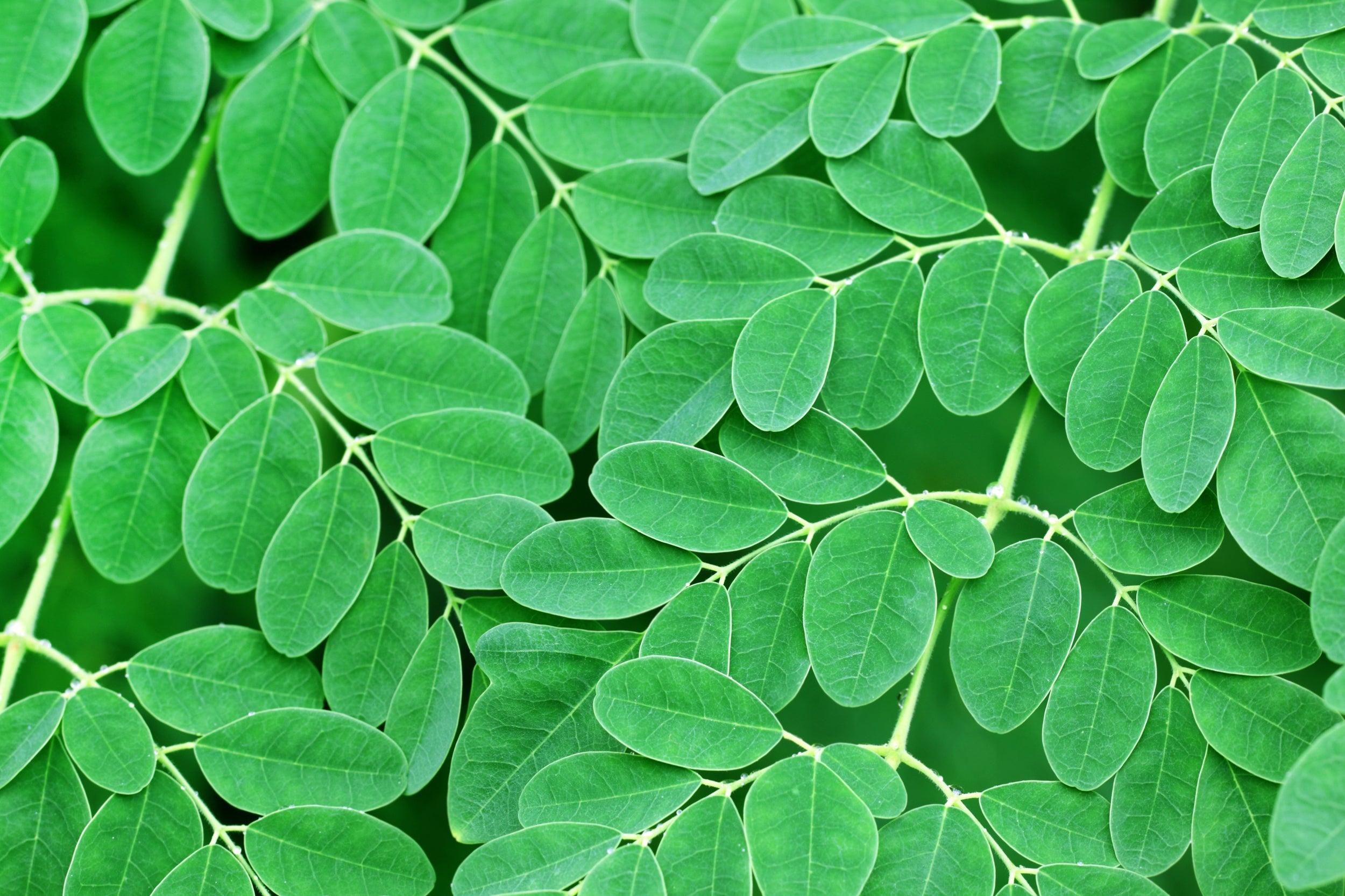 Image of Moringa Leaf