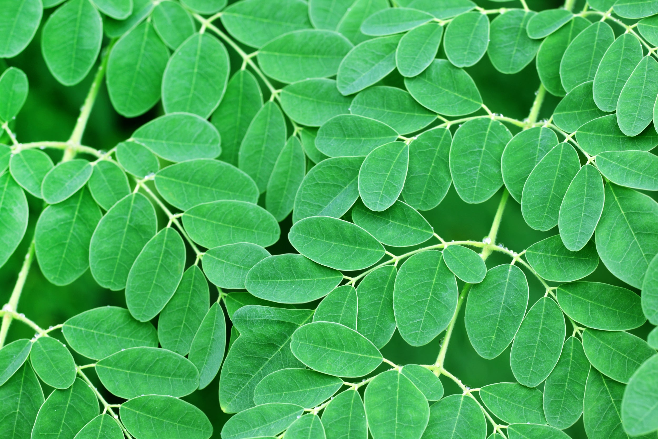 Moringa leaf