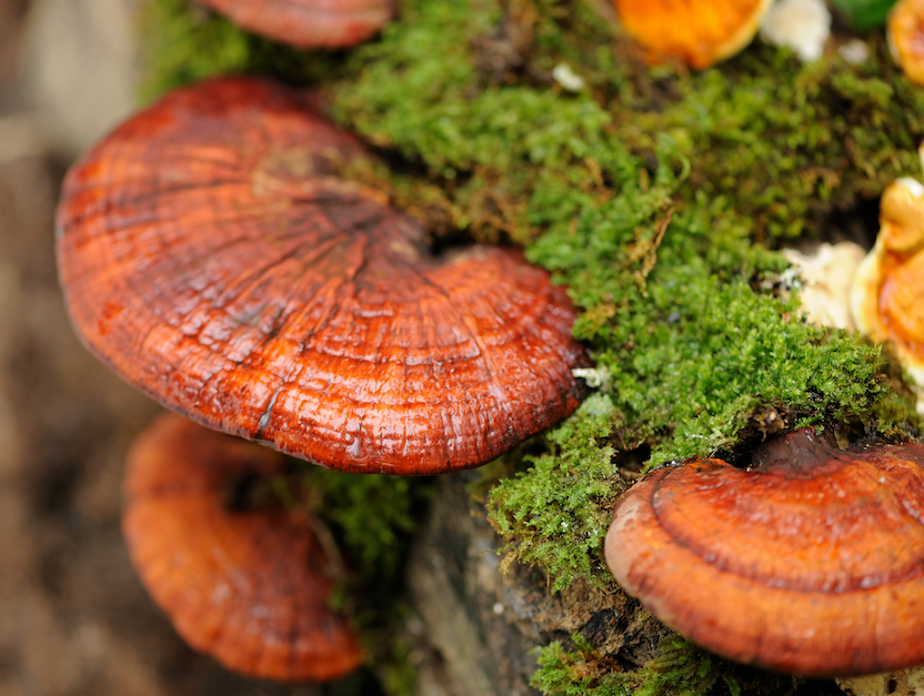 Reishi mushroom growing on tree