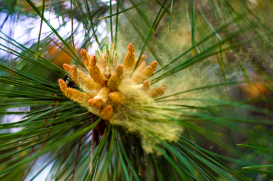 Pine Pollen cloud on pine cone