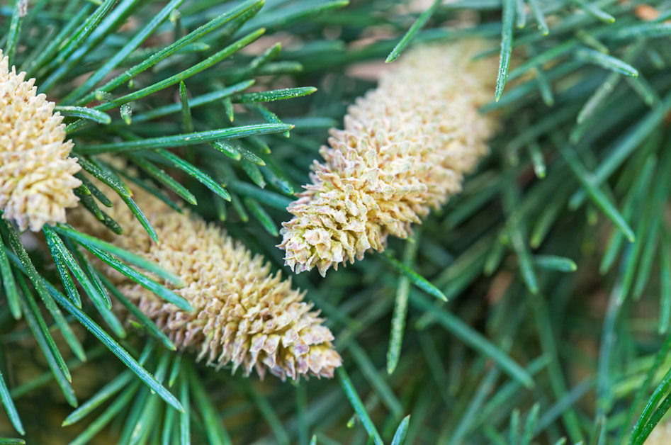 Image of Masson Pine Cone and pine needles