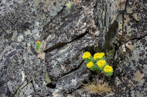 Image of Rhodiola growing out of rock