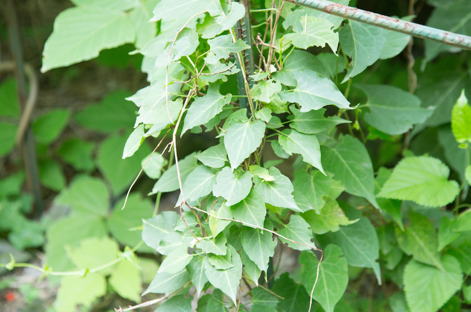 Leaves of the He Shou Wu plant