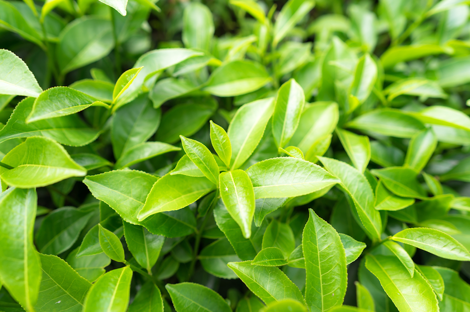 Image of Green Tea leaves