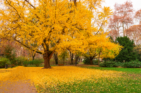 Image of a large Ginkgo Biloba tree with yellow leaves