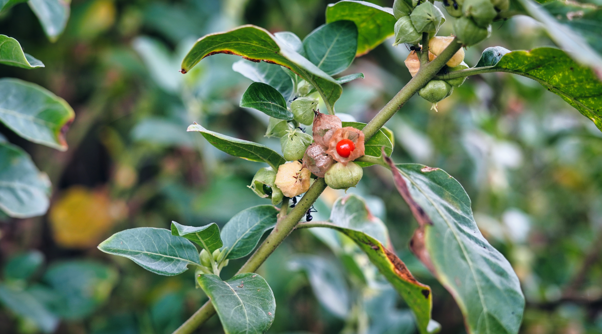 Ashwagandha plant in the wild