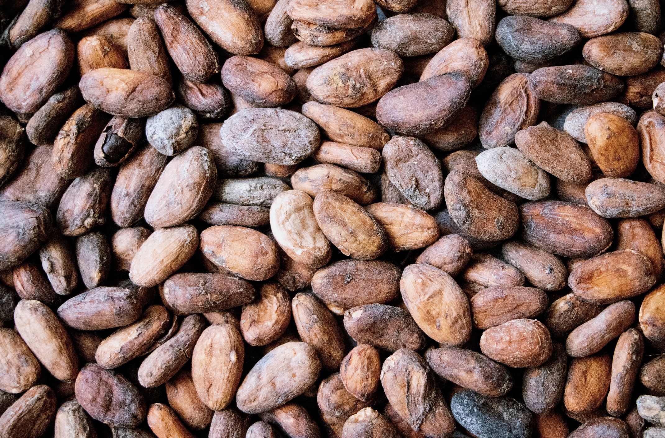 Overhead shot of cacao beans