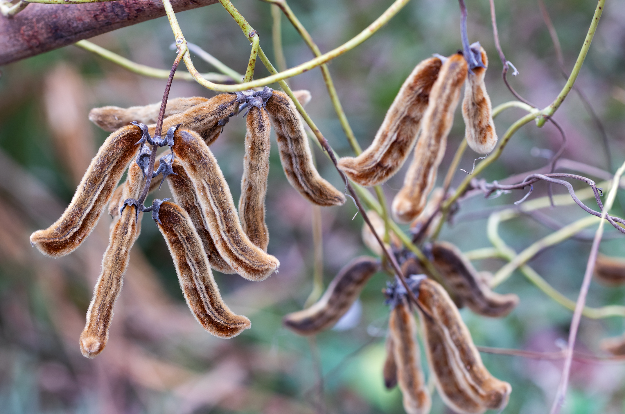 Mucuna Pruriens velvet beans