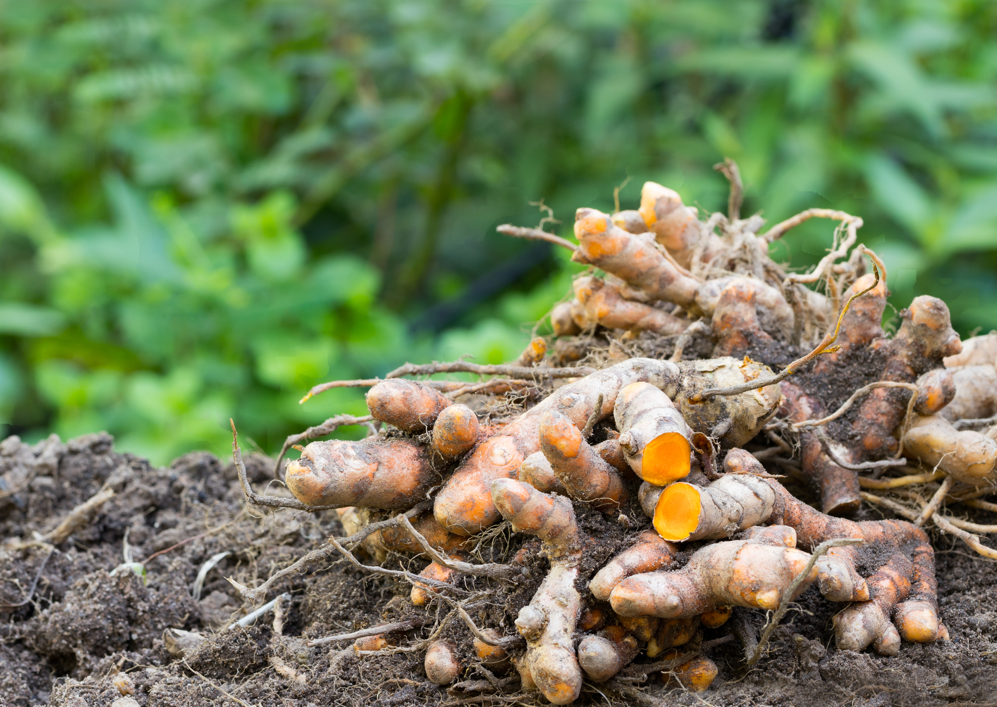 Turmeric roots on soil